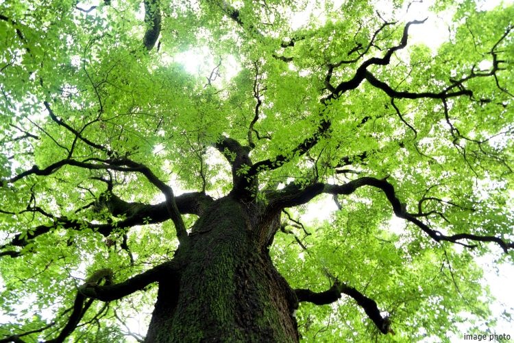 樹木イメージ｜ザ・パークハウス本郷