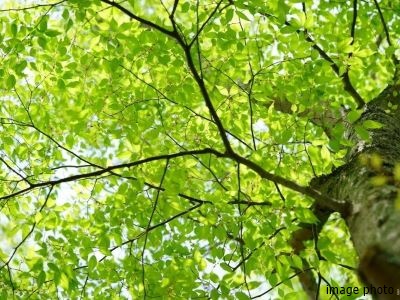 樹木・植物イメージ｜ザ・パークハウス本郷